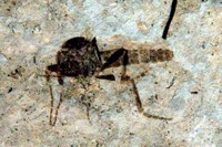 Bibio inflexu